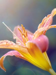 Preview wallpaper lily, plant, stamens, flower