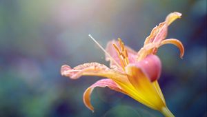 Preview wallpaper lily, plant, stamens, flower