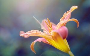 Preview wallpaper lily, plant, stamens, flower