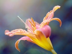 Preview wallpaper lily, plant, stamens, flower