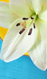 Preview wallpaper lily, pollen, petals, flower, white, macro