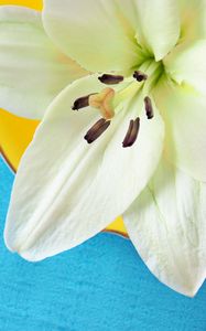 Preview wallpaper lily, pollen, petals, flower, white, macro