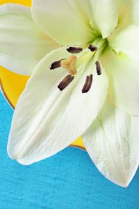 Preview wallpaper lily, pollen, petals, flower, white, macro