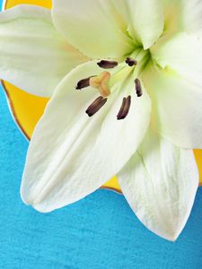 Preview wallpaper lily, pollen, petals, flower, white, macro