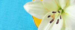Preview wallpaper lily, pollen, petals, flower, white, macro
