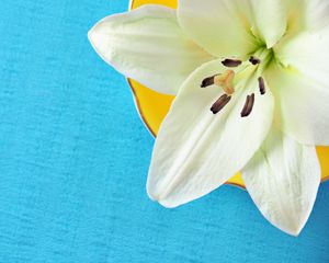 Preview wallpaper lily, pollen, petals, flower, white, macro