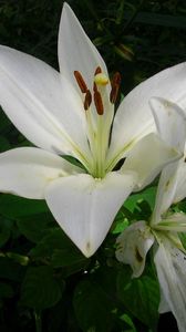 Preview wallpaper lily, snow-white, flower, flowerbed, green
