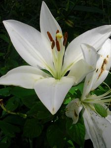 Preview wallpaper lily, snow-white, flower, flowerbed, green