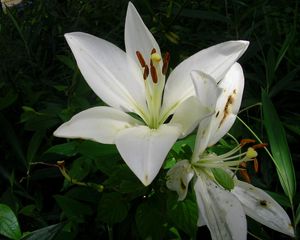 Preview wallpaper lily, snow-white, flower, flowerbed, green