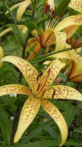 Preview wallpaper lily, spotted, flowerbed, stamens