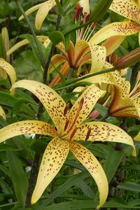 Preview wallpaper lily, spotted, flowerbed, stamens