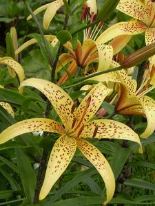 Preview wallpaper lily, spotted, flowerbed, stamens