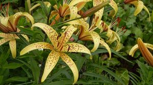 Preview wallpaper lily, spotted, flowerbed, stamens