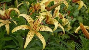 Preview wallpaper lily, spotted, flowerbed, stamens