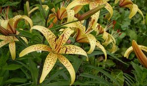 Preview wallpaper lily, spotted, flowerbed, stamens