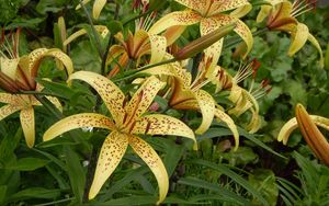 Preview wallpaper lily, spotted, flowerbed, stamens