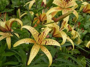 Preview wallpaper lily, spotted, flowerbed, stamens