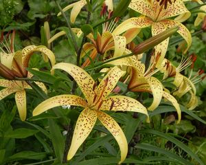 Preview wallpaper lily, spotted, flowerbed, stamens