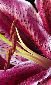 Preview wallpaper lily, spotted, red, white, petals, bud