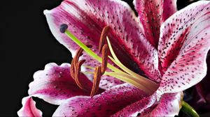 Preview wallpaper lily, spotted, red, white, petals, bud