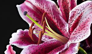 Preview wallpaper lily, spotted, red, white, petals, bud