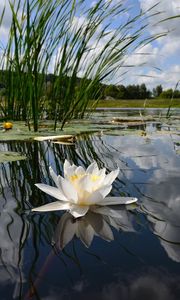 Preview wallpaper lily, swamp, leaves, water, sky, reflection, grass