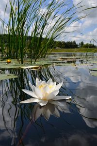 Preview wallpaper lily, swamp, leaves, water, sky, reflection, grass