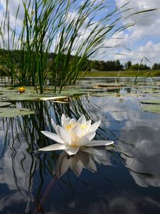 Preview wallpaper lily, swamp, leaves, water, sky, reflection, grass