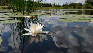 Preview wallpaper lily, swamp, leaves, water, sky, reflection, grass