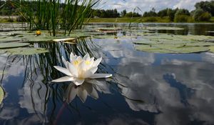 Preview wallpaper lily, swamp, leaves, water, sky, reflection, grass