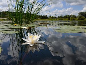 Preview wallpaper lily, swamp, leaves, water, sky, reflection, grass