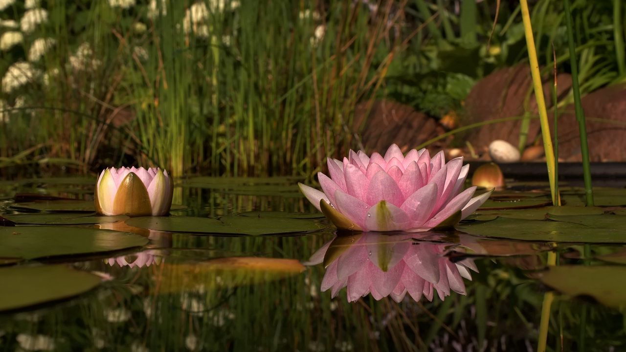 Wallpaper lily, swamp, water, reeds, beach, reflection, green