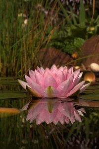 Preview wallpaper lily, swamp, water, reeds, beach, reflection, green