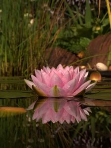 Preview wallpaper lily, swamp, water, reeds, beach, reflection, green