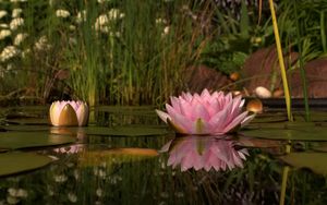 Preview wallpaper lily, swamp, water, reeds, beach, reflection, green