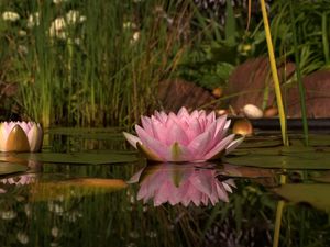 Preview wallpaper lily, swamp, water, reeds, beach, reflection, green