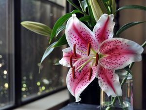 Preview wallpaper lily, thistle, flower, vase, stamens, window