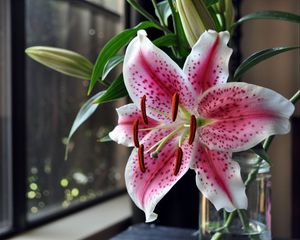 Preview wallpaper lily, thistle, flower, vase, stamens, window