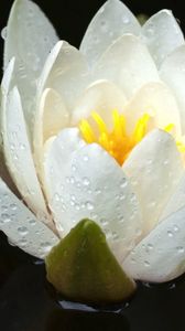 Preview wallpaper lily, water, flower, drops, petals, white