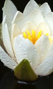 Preview wallpaper lily, water, flower, drops, petals, white