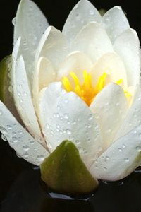 Preview wallpaper lily, water, flower, drops, petals, white