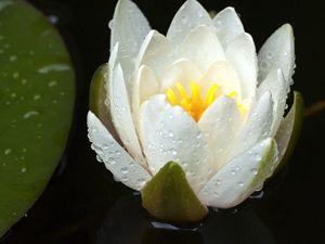 Preview wallpaper lily, water, flower, drops, petals, white