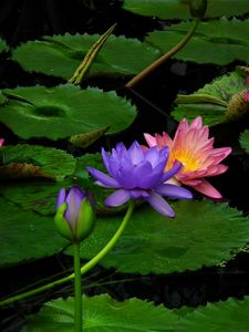 Preview wallpaper lily, water, leaves