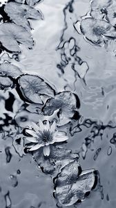 Preview wallpaper lily, water, leaves, black-and-white