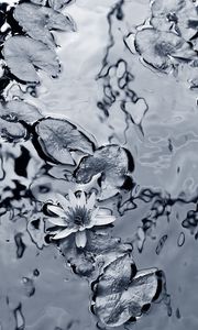 Preview wallpaper lily, water, leaves, black-and-white