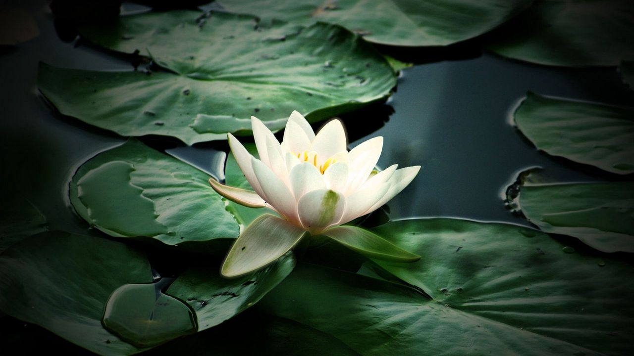 Wallpaper lily, water, leaves, petals