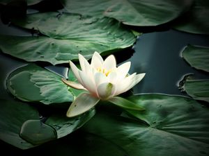 Preview wallpaper lily, water, leaves, petals