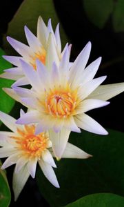 Preview wallpaper lily, water lilies, leaves, water, close-up