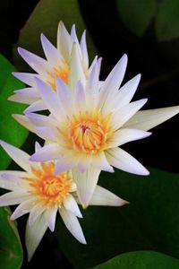 Preview wallpaper lily, water lilies, leaves, water, close-up