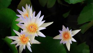 Preview wallpaper lily, water lilies, leaves, water, close-up